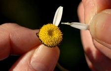 Papatya Yaprağı Faydaları Nelerdir? Papatya Yaprağı Faydaları Nelerdir?