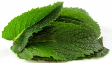 Sidir Yaprağı Faydaları Nelerdir? Sidir Yaprağı Faydaları Nelerdir?