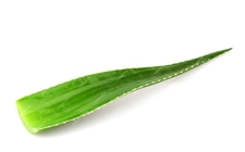 Aloe Vera Yaprağı Özellikleri ve Faydaları Aloe Vera Yaprağı Özellikleri ve Faydaları