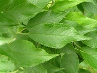 Erik Yaprağı Özellikleri ve Faydaları Erik Yaprağı Özellikleri ve Faydaları