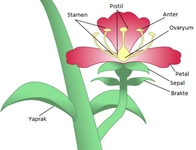 Taç Yaprak Özellikleri ve Faydaları Nelerdir? Taç Yaprak Özellikleri ve Faydaları Nelerdir?