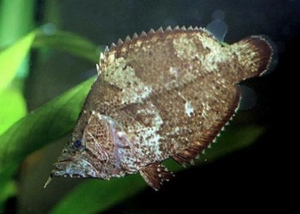 Yaprak Balığı Kullanımı ve Faydaları Nelerdir? Yaprak Balığı Kullanımı ve Faydaları Nelerdir?