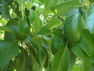 Avokado Yaprağı Böbrek Taşına Faydaları ve Kürü Avokado Yaprağı Böbrek Taşına Faydaları ve Kürü