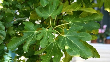 İncir Yaprağı Kullanım Alanları İncir Yaprağı Kullanım Alanları