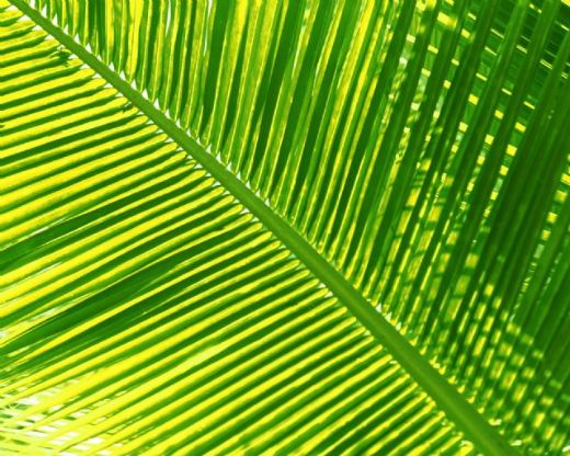 Palmiye Yaprağı