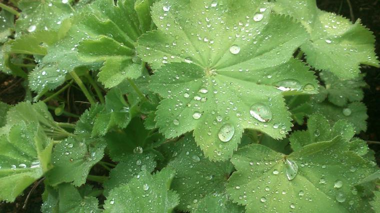 Aslan Pençesi Yaprağı Özellikleri ve Faydaları