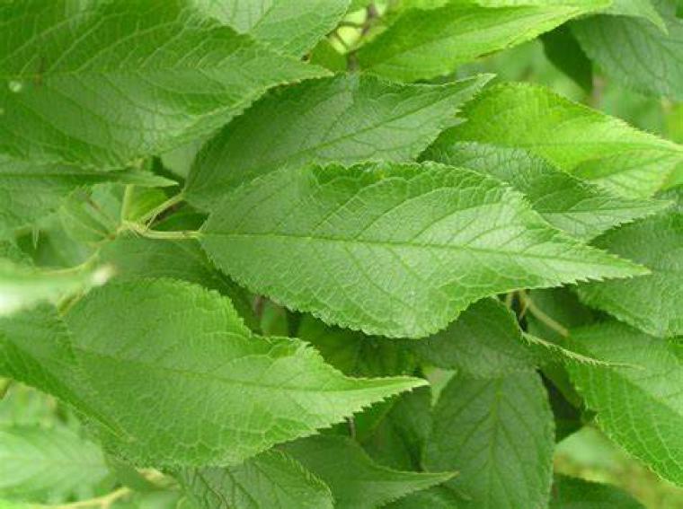 Erik Yaprağı Özellikleri ve Faydaları