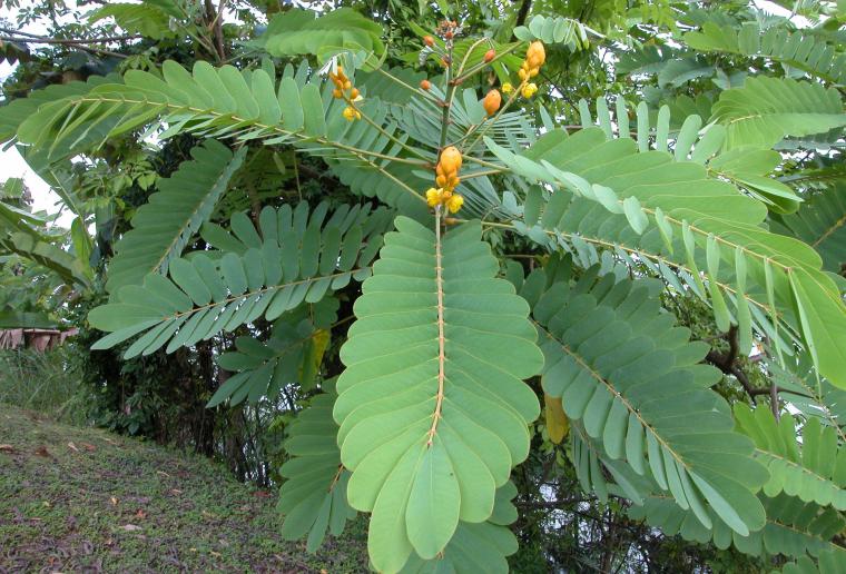 Sinameki Yaprağı Özellikleri ve Faydaları