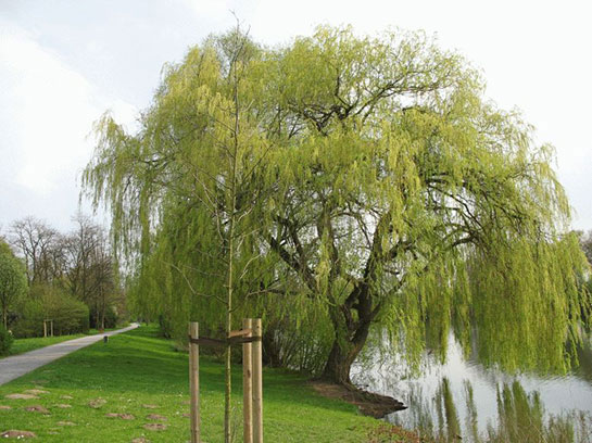 St Yaprann Faydalar